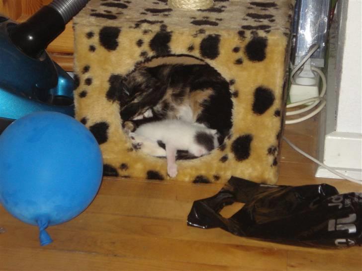 Huskat Bette Mus (solgt) - Missemor Mini og lille Bette Mus putter i hulen billede 4