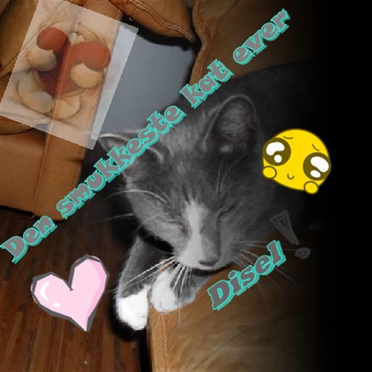 Huskat Disel(MIN SØSTERS) - Den smukkeste kat ever Disel ! billede 7