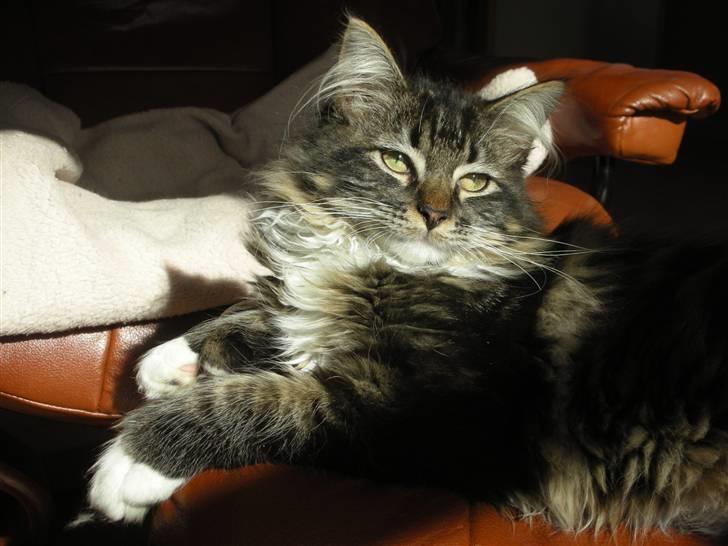 Maine Coon Wallace P billede 1