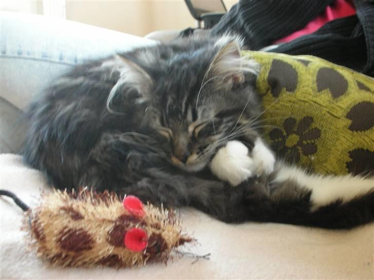 Maine Coon Wallace P billede 3