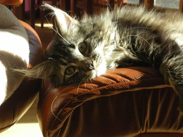 Maine Coon Wallace P billede 4