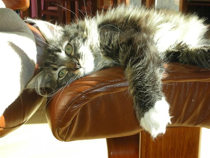 Maine Coon Wallace P billede 5