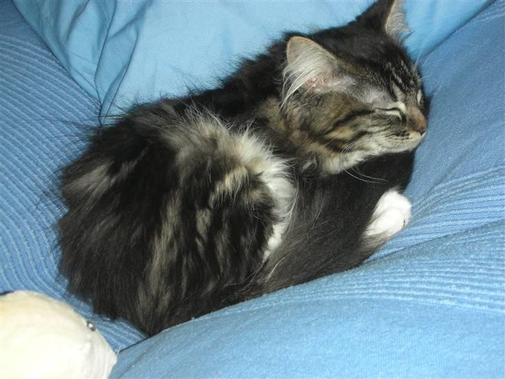 Maine Coon Wallace P billede 6