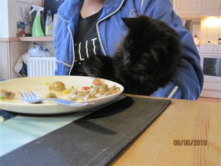 Blanding af racer Matrosen - Nu vil nogen sikkert tro, jeg fisker efter kødet, men nej, det er en champignon jeg er ude efter:) billede 13