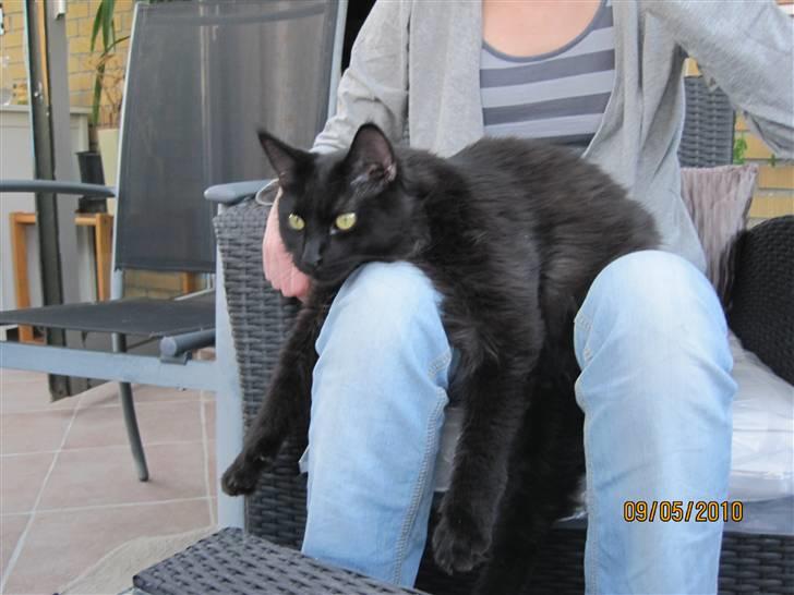 Blanding af racer Matrosen - Jaa sådan hænger jeg tit og hygger mig:) billede 14