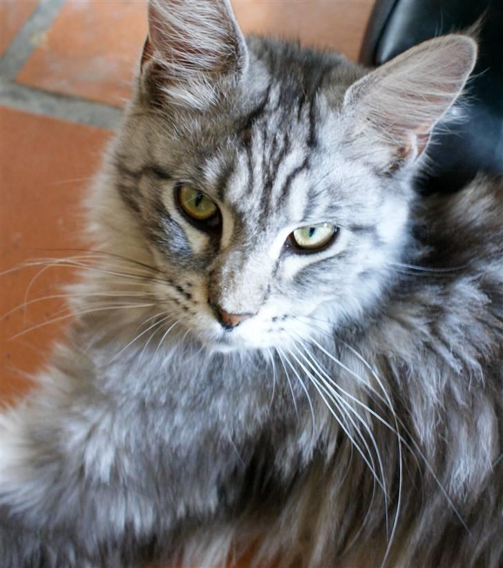 Maine Coon Noelle billede 11