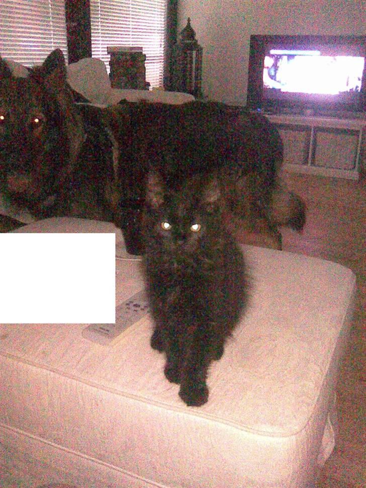 Blanding af racer Nova billede 1