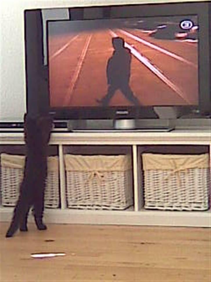 Blanding af racer Nova - Jeg vil også se tv billede 2