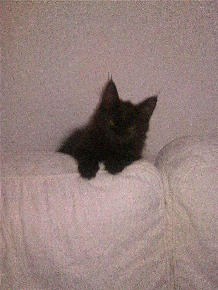 Blanding af racer Nova billede 3