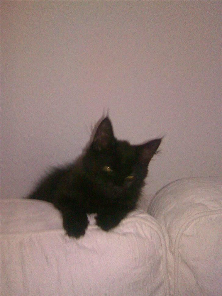 Blanding af racer Nova billede 4