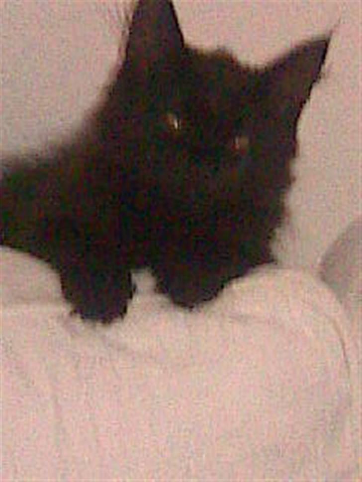 Blanding af racer Nova billede 5