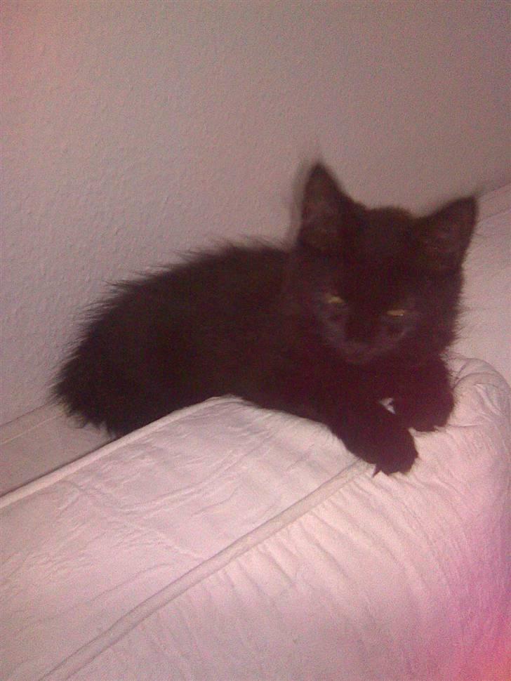 Blanding af racer Nova billede 6