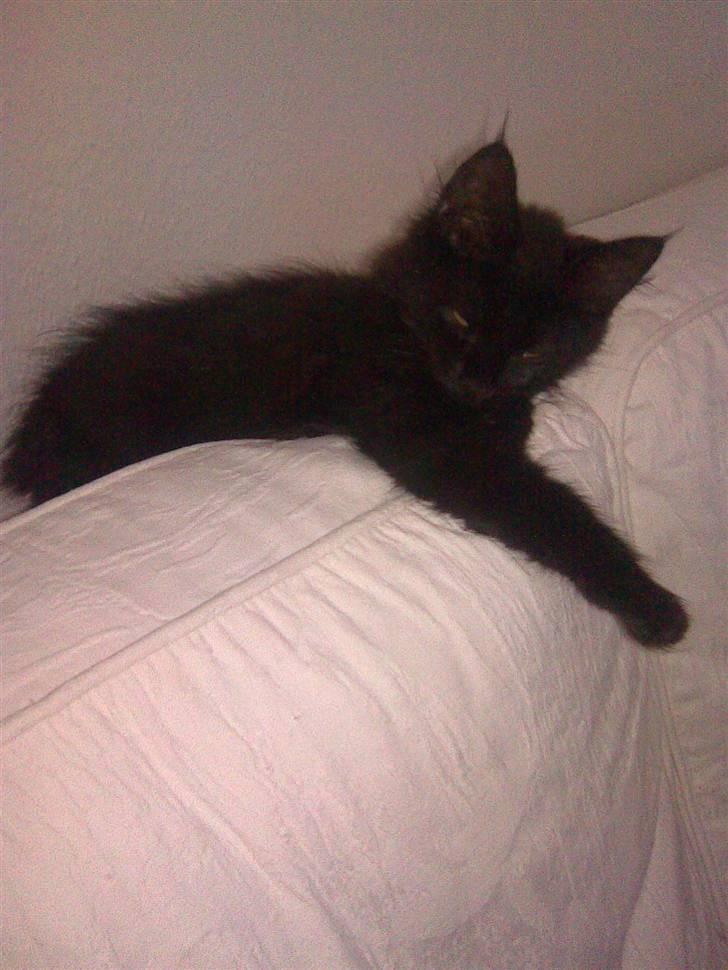 Blanding af racer Nova billede 7