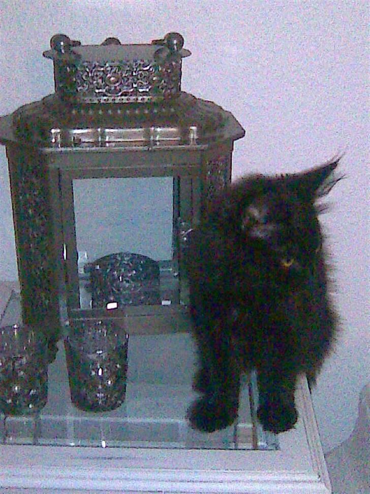 Blanding af racer Nova billede 8