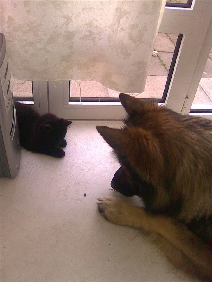 Blanding af racer Nova - De to tosser har fundet en flue :) billede 9