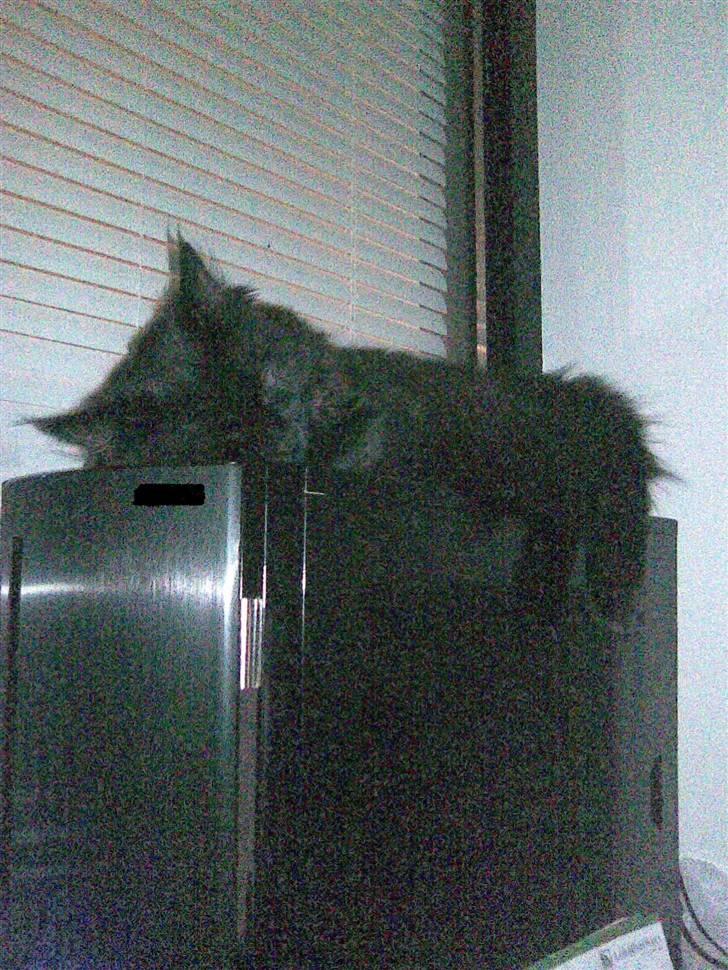 Blanding af racer Nova billede 11