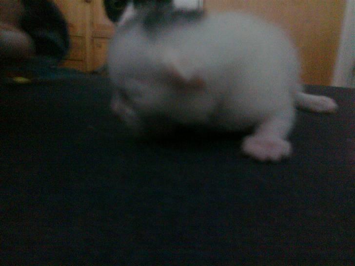 Huskat Bette Mus (solgt) billede 5