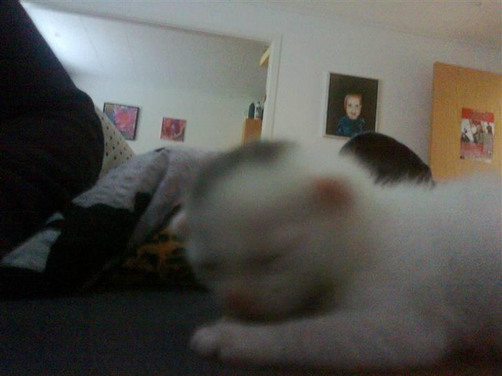 Huskat Bette Mus (solgt) billede 6