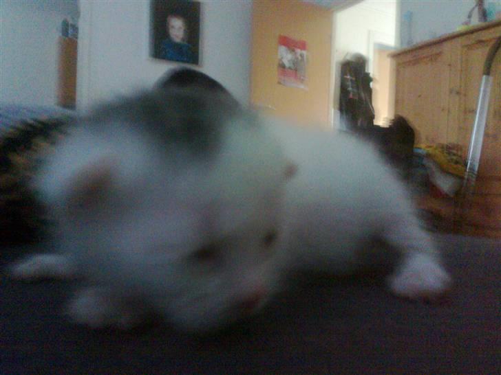 Huskat Bette Mus (solgt) billede 7