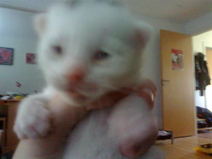 Huskat Bette Mus (solgt) - Min lille muserbasse har fået øjne :) billede 8