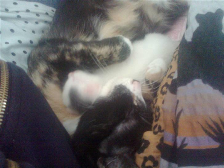 Huskat Bette Mus (solgt) - Missemor Mini og Bette Mus putter  billede 9