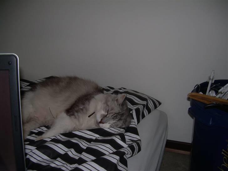 Blanding af racer Pancakes - Faldet omkuld efter en hård dag i busken...  billede 1