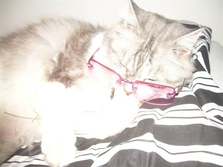 Blanding af racer Pancakes - Kinky ser jeg ud med mors solbriller billede 2