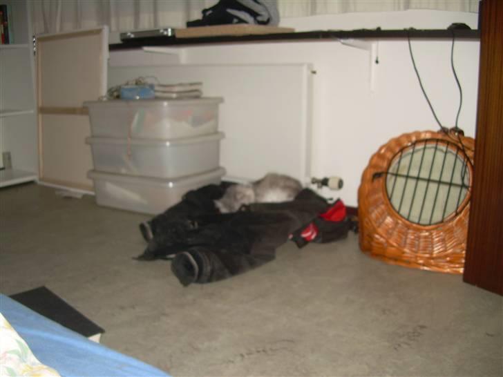 Blanding af racer Pancakes - Efterlader en afskedsgave på Philips jakke billede 3