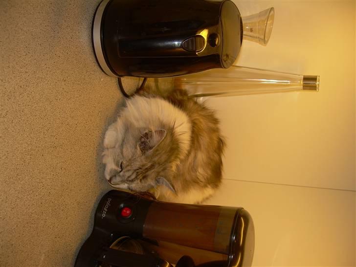 Blanding af racer Pancakes - JAH jeg må godt være på bordet! billede 4