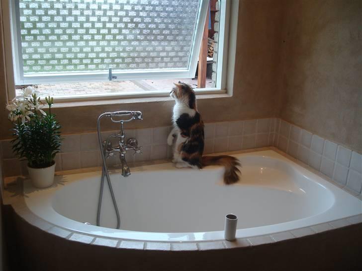 Maine Coon Twister billede 14