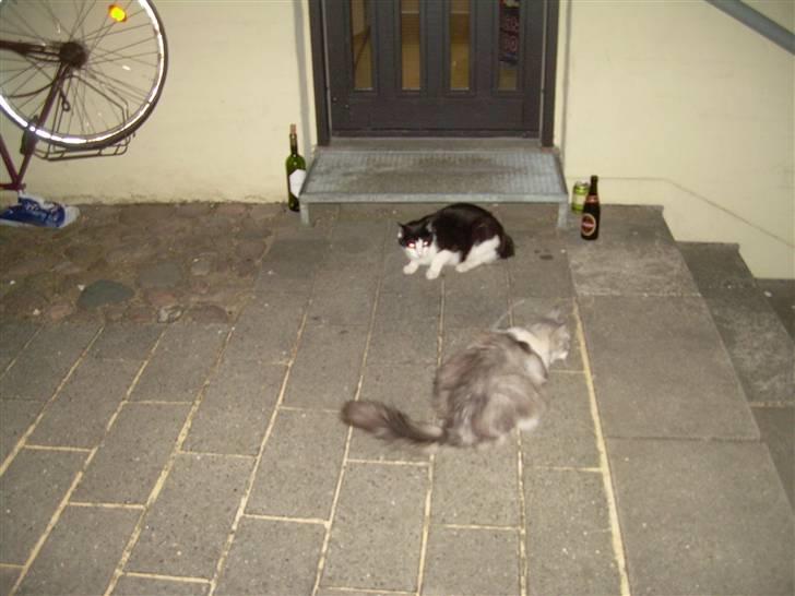 Blanding af racer Pancakes - Vores gamle genbos hankat Sigurd og Pancakes mødte hinanden for første gang.. billede 7