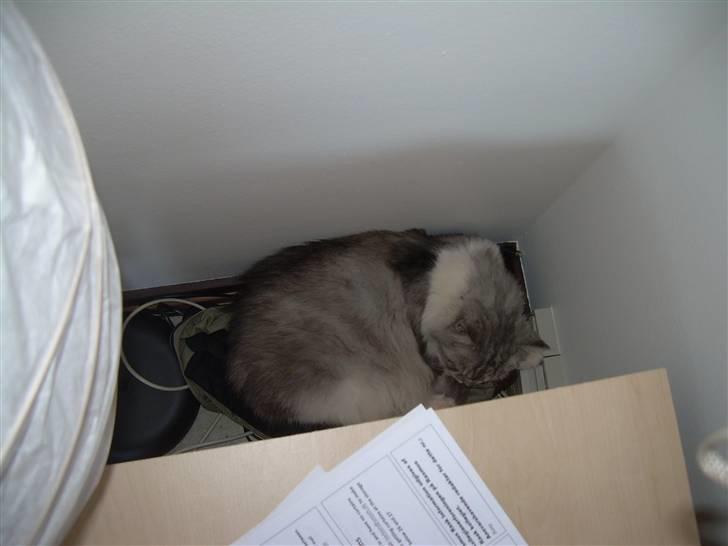 Blanding af racer Pancakes - Mit gode gamle hjørne på de sørgelige 25kvm min mor havde i Odense billede 8