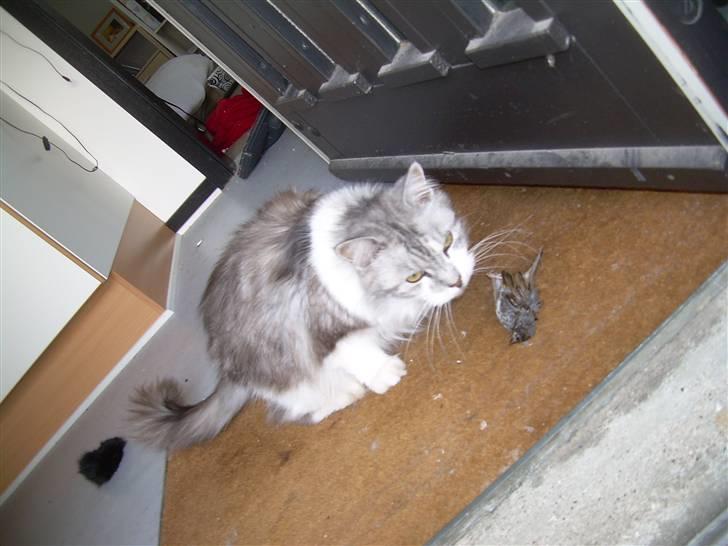 Blanding af racer Pancakes - En gråspurv mindre i Danmark..  billede 9