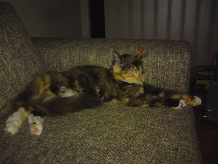 Maine Coon Abby coon's Belisha billede 8