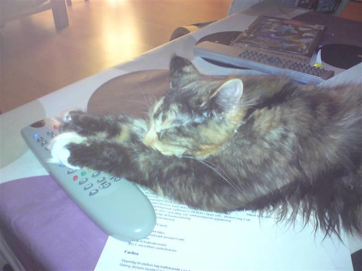 Maine Coon Abby coon's Belisha - Den her skal jeg nok styre mor ;o) billede 9