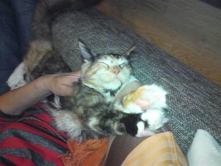 Maine Coon Abby coon's Belisha - Jubiii Bedste gider nusse..... men tager hun ikke snart strikke-tøjet frem ;o) billede 10