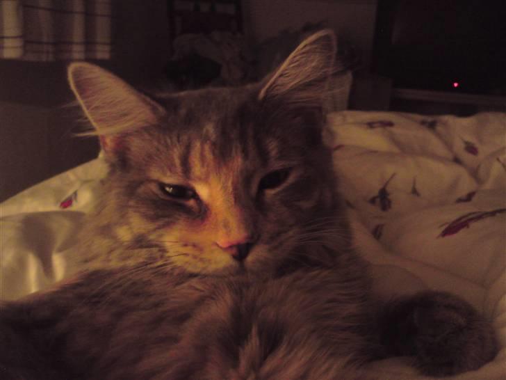 Maine Coon Misha - så lækker er jeg blevet d. 1-05-2010 billede 15