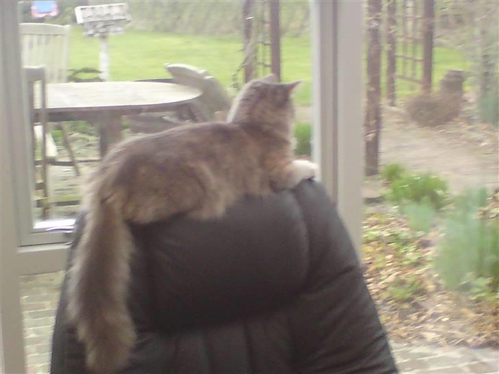 Maine Coon Misha - he he overblik er nice billede 16