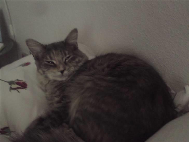 Maine Coon Misha - uhm mors hovedpude den er bare bedst :-) billede 17