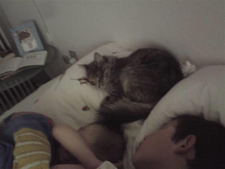 Maine Coon Misha - he he fandt jer ;-) billede 18