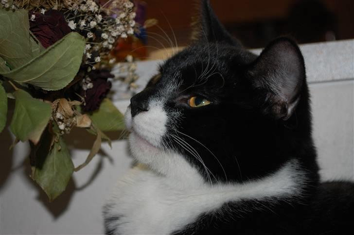 Blanding af racer Diablo billede 7