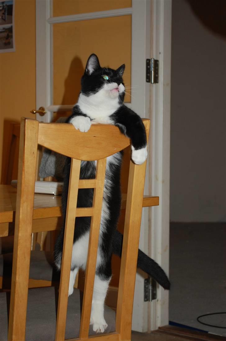 Blanding af racer Diablo billede 8