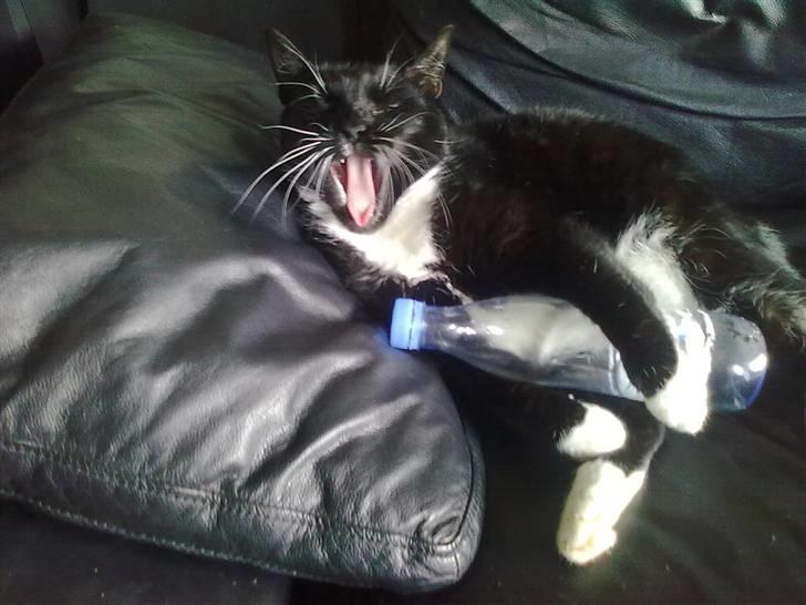 Huskat Nala billede 20