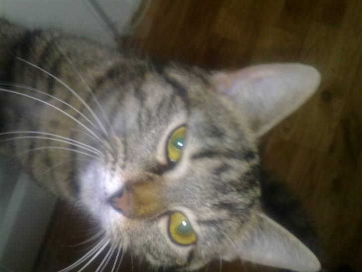 Huskat Misser *GIVET VÆK:(* - Velkommen til missers profil billed taget d.10/5-10 billede 1