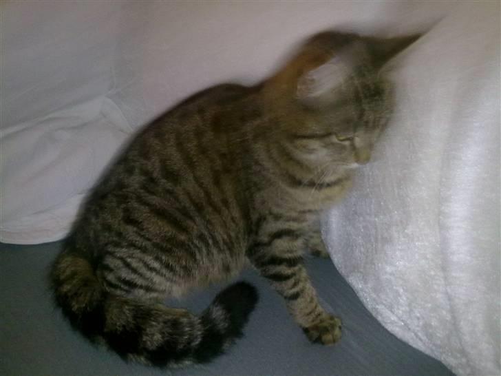 Huskat Misser *GIVET VÆK:(* billede 2