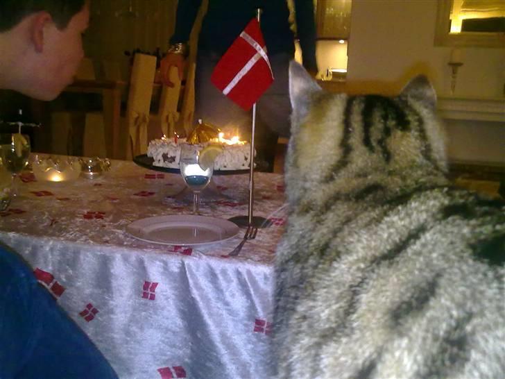 Huskat Misser *GIVET VÆK:(* billede 3