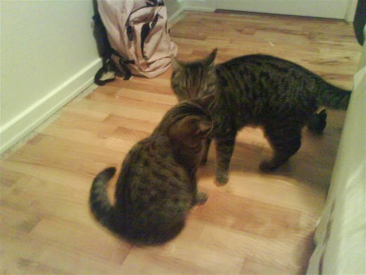 Huskat Misser *GIVET VÆK:(* billede 4