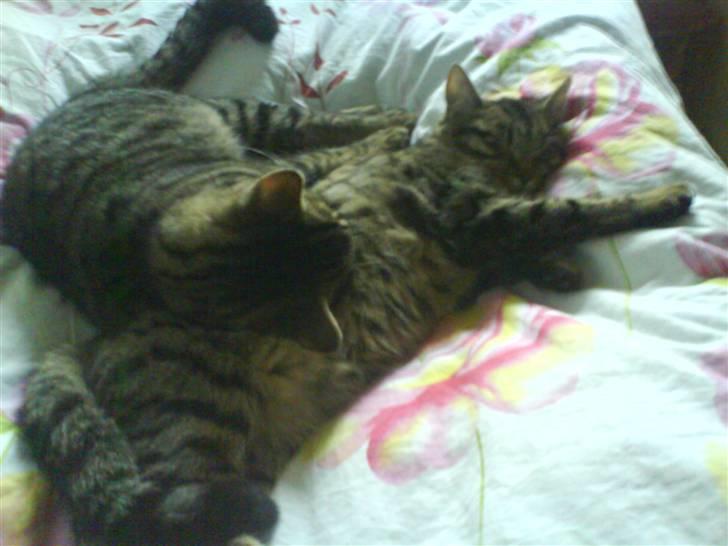 Huskat Misser *GIVET VÆK:(* billede 5