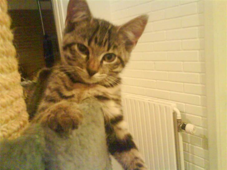 Huskat Misser *GIVET VÆK:(* billede 6