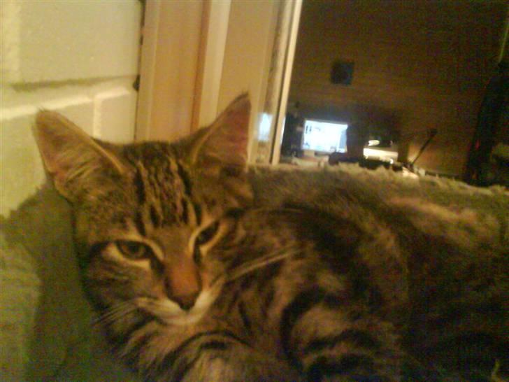 Huskat Misser *GIVET VÆK:(* billede 7